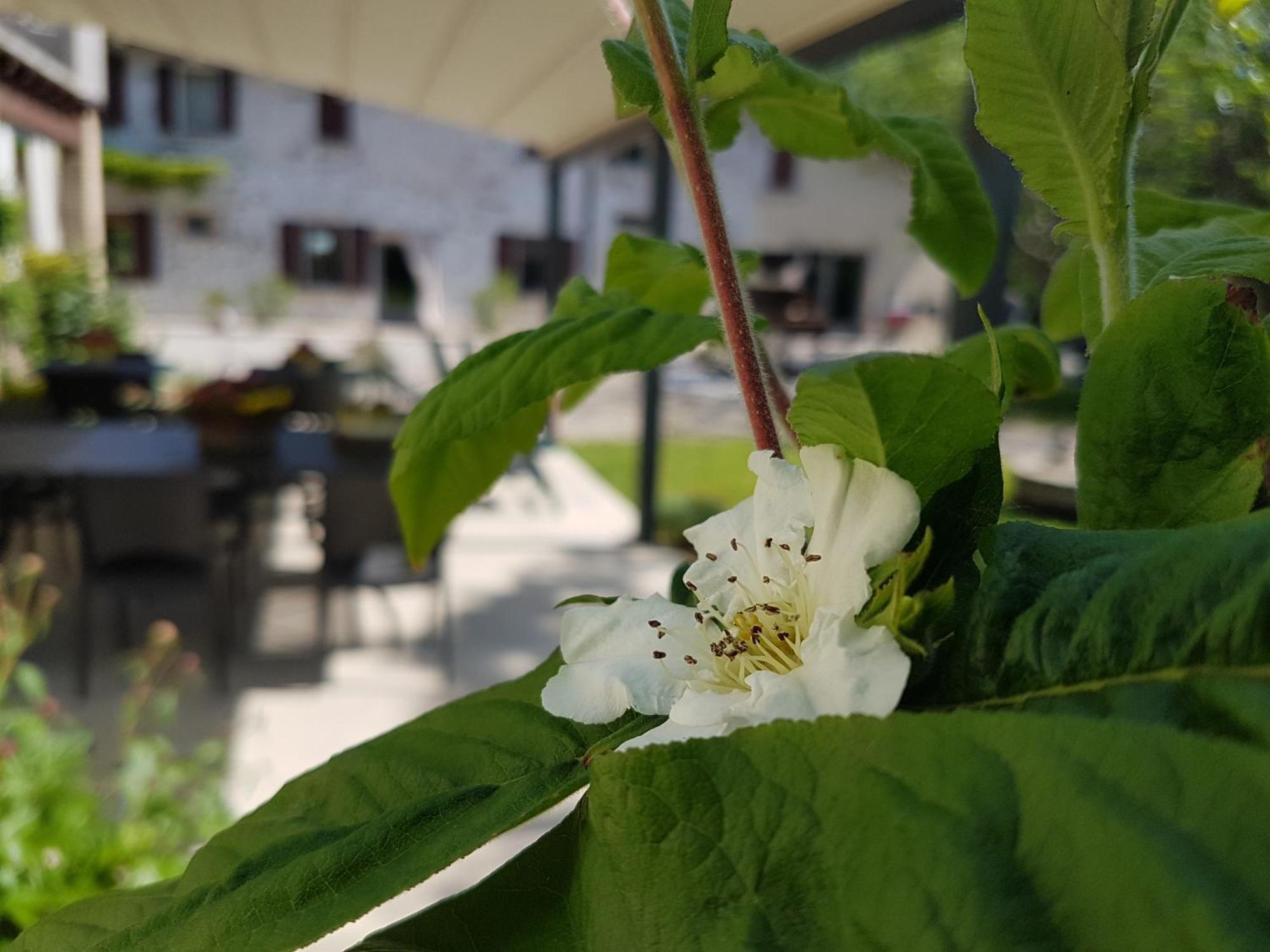 L'Isolo B&B E Case Vacanza Monzambano Bagian luar foto